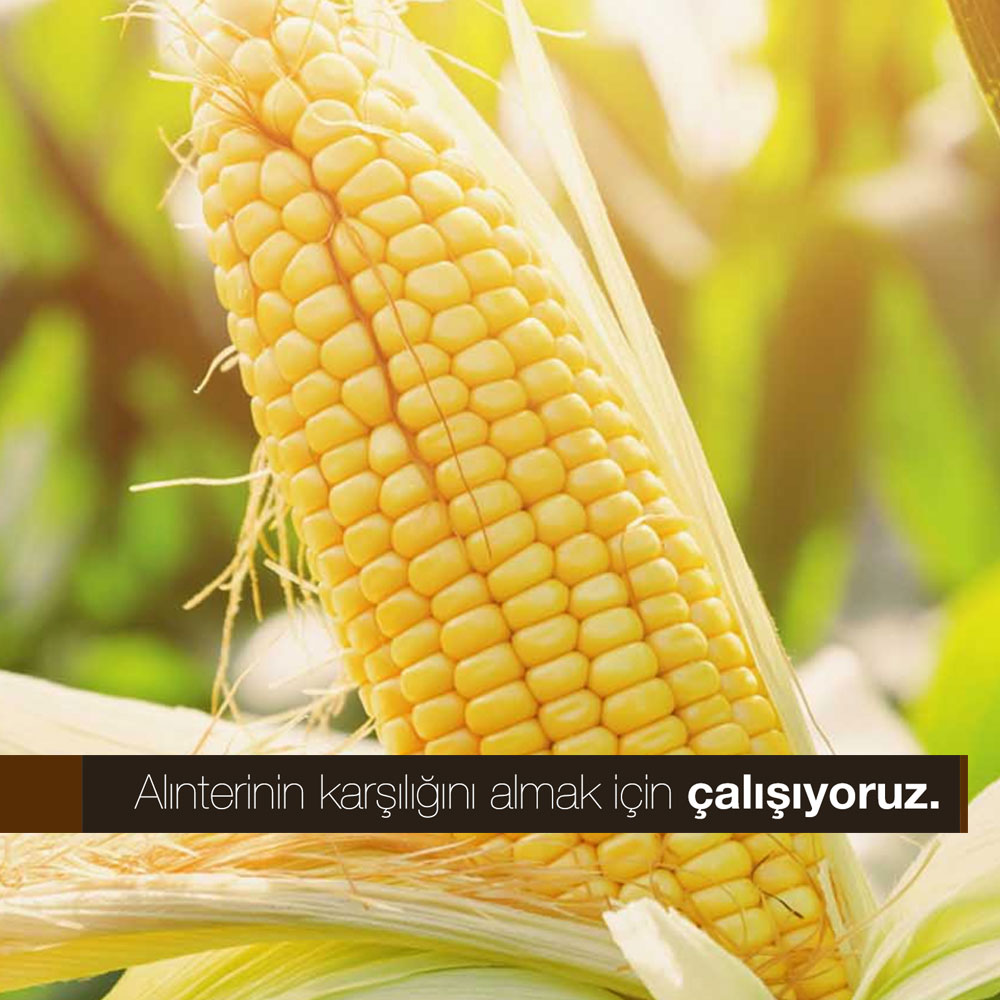 lorem ipsum dolor sit